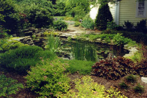 Free form water garden with oxygenating plants and adjacent patio seating.