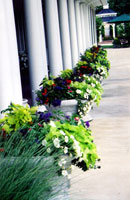 Allée of formal container gardens for continuous color (Manor House, Mason Oh).
