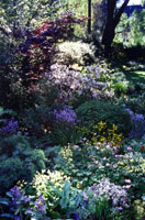 Early spring showcases cooler colors.